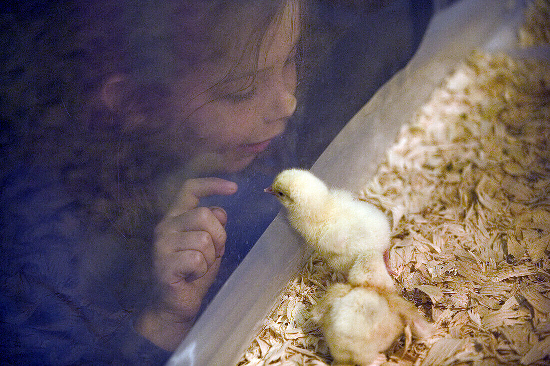 Little girl peeking at baby chicks through a plastic glass at the San Antonio Rodeo Show.
