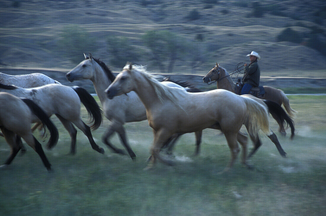 Cowboys round up horses as part of the Artist's Ride, an annual event held near Wall, South Dakota which features Old West actors and models posing for western painters and sculptors. The photos the artists take during this event provide visual material f