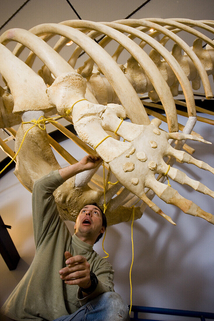 Marine Scientist Dan DenDanto works on the placement of  the pectoral flipper while articulating a 45' sperm whale skeleton at the whaling museum in Nantucket.