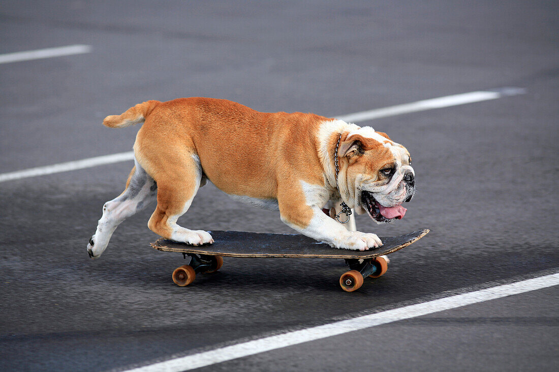 English bulldog on a skateboard.  Ralph Talmont / Aurora 
