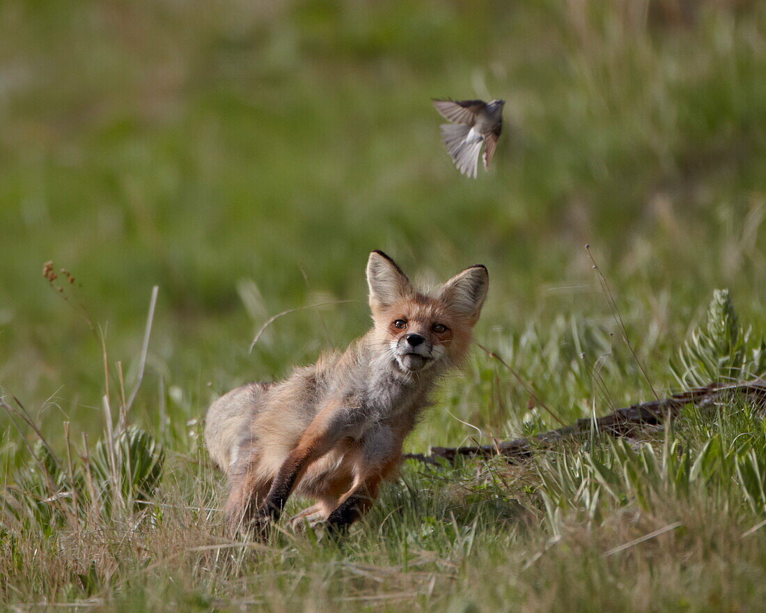 Red fox (Vulpes vulpes) (Vulpes fulva) vixen hunting a bird, Yellowstone National Park, Wyoming, United States of America, North America
