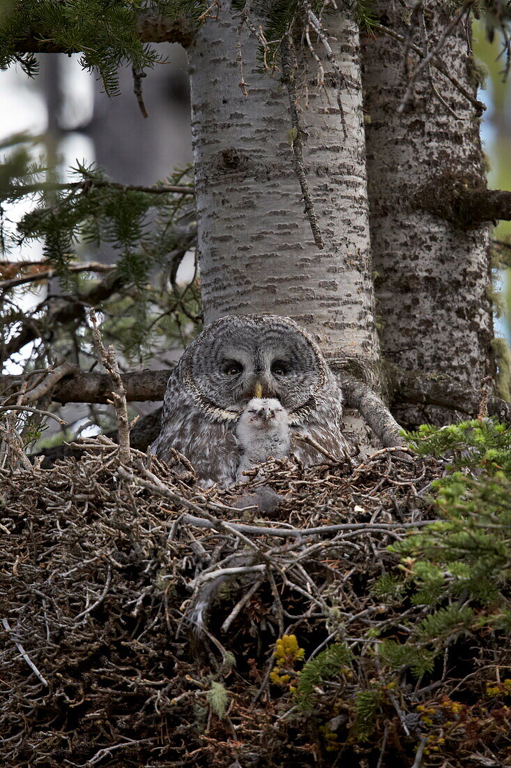 Great gray owl (great grey owl) (Strix nebulosa) female and 8-day-old chick, Yellowstone National Park, Wyoming, United States of America, North America