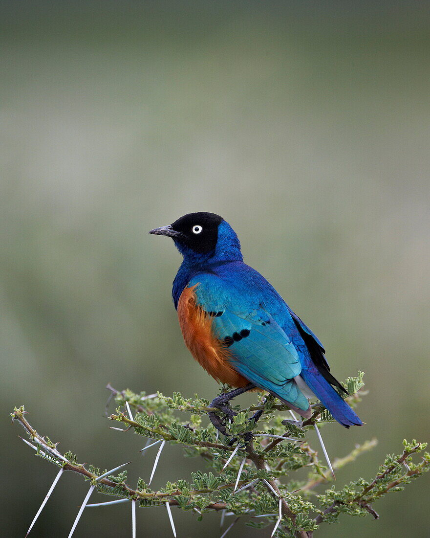 Superb starling (Lamprotornis superbus), Serengeti National Park, Tanzania, East Africa, Africa