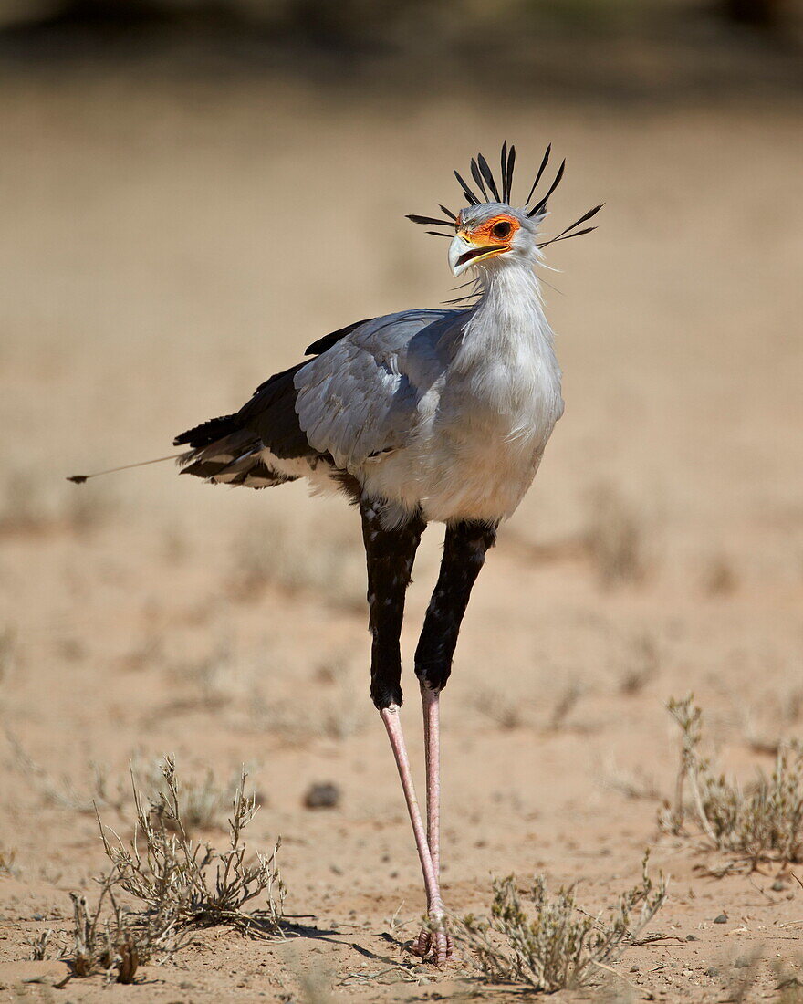 Secretarybird (Sagittarius serpentarius), Kgalagadi Transfrontier Park, encompassing the former Kalahari Gemsbok National Park, South Africa, Africa