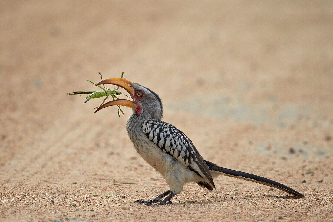 Southern yellow-billed hornbill (Tockus leucomelas) with a winged predatory katydid (Clonia wahlbergi), Kruger National Park, South Africa, Africa