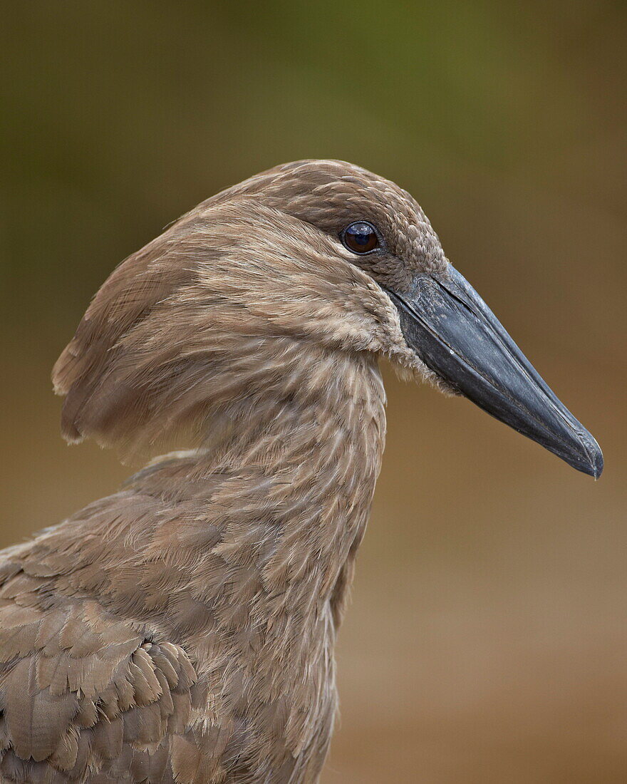 Hamerkop (Scopus umbretta), Hluhluwe Game Reserve, South Africa, Africa