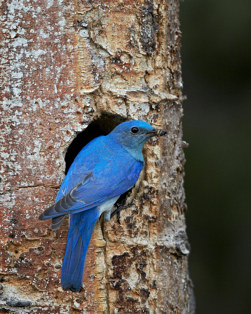 Male Mountain Bluebird (Sialia currucoides) with food at the nest, Yellowstone National Park, Wyoming, United States of America, North America