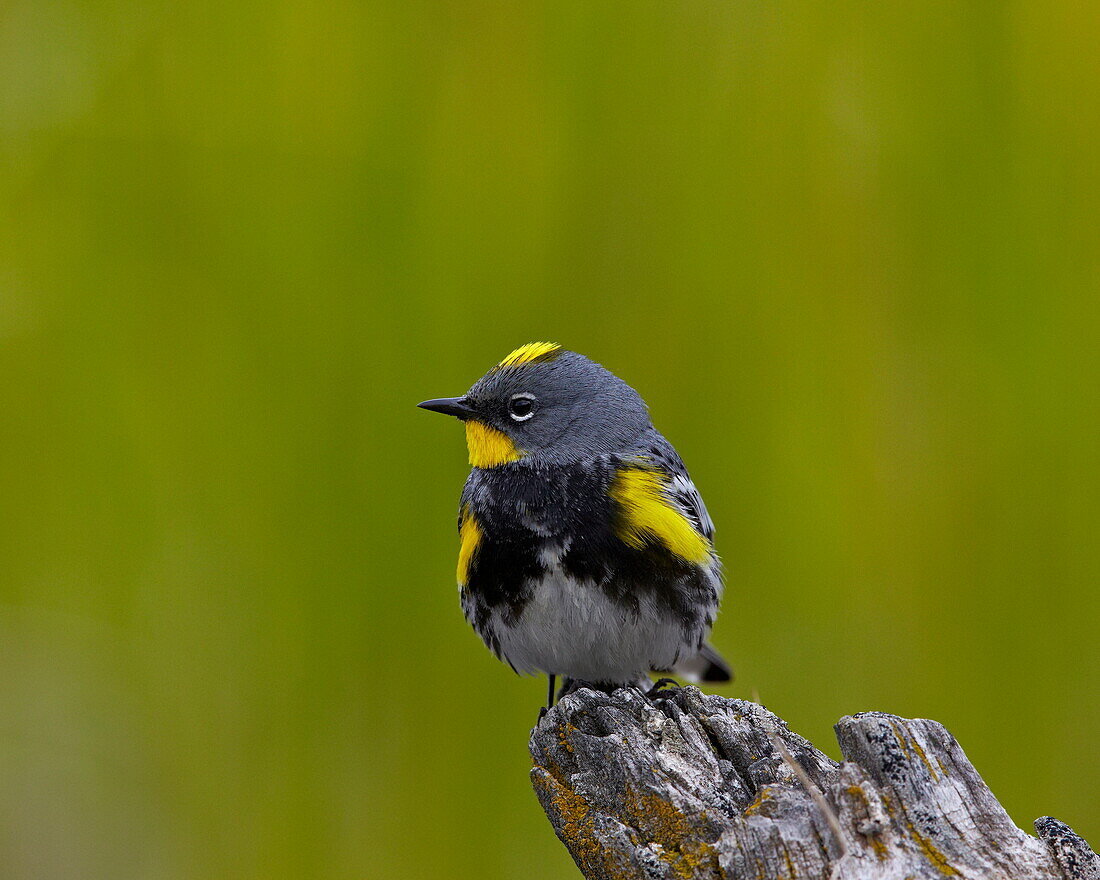 Male Audubon's Yellow-Rumped Warbler (Dendroica coronata auduboni), Yellowstone National Park, Wyoming, United States of America, North America