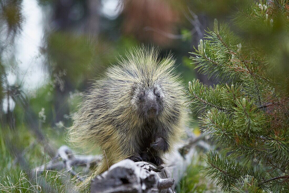 Porcupine (Erethizon dorsatum), Medicine Bow National Forest, Wyoming, United States of America, North America