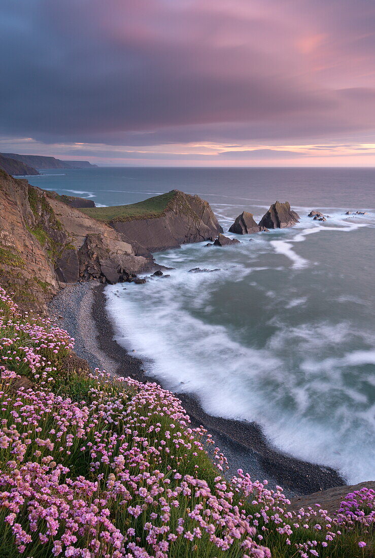 Thrift flowering on the cliff tops above Hartland Quay at sunset, North Devon, England, United Kingdom, Europe