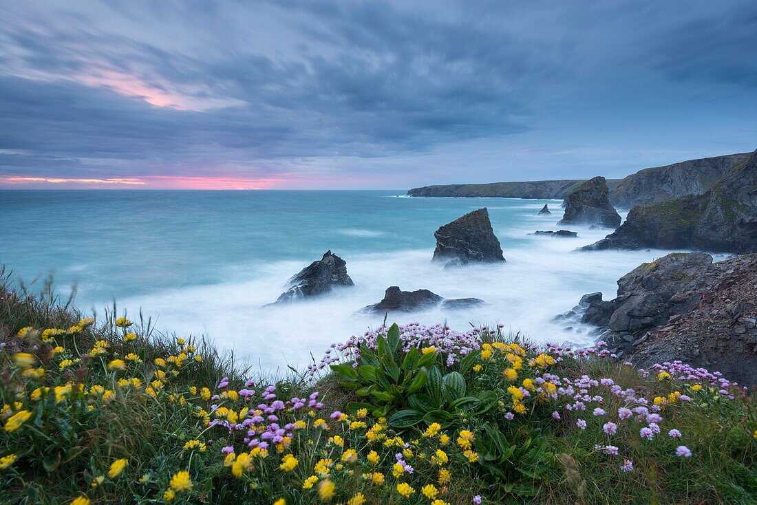 Wildflowers growing on the clifftops above Bedruthan Steps on a stormy evening, Cornwall, England, United Kingdom, Europe