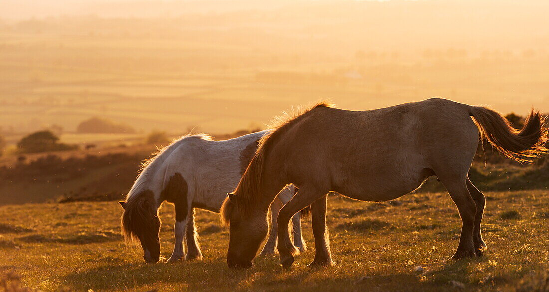 Dartmoor ponies grazing on moorland in summer, Dartmoor National Park, Devon, England, United Kingdom, Europe