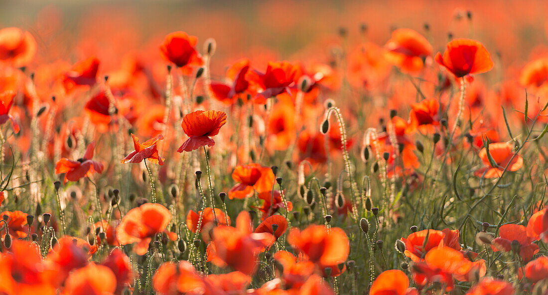 Wild poppies on a beautiful summer's day, Dorset, England, United Kingdom, Europe