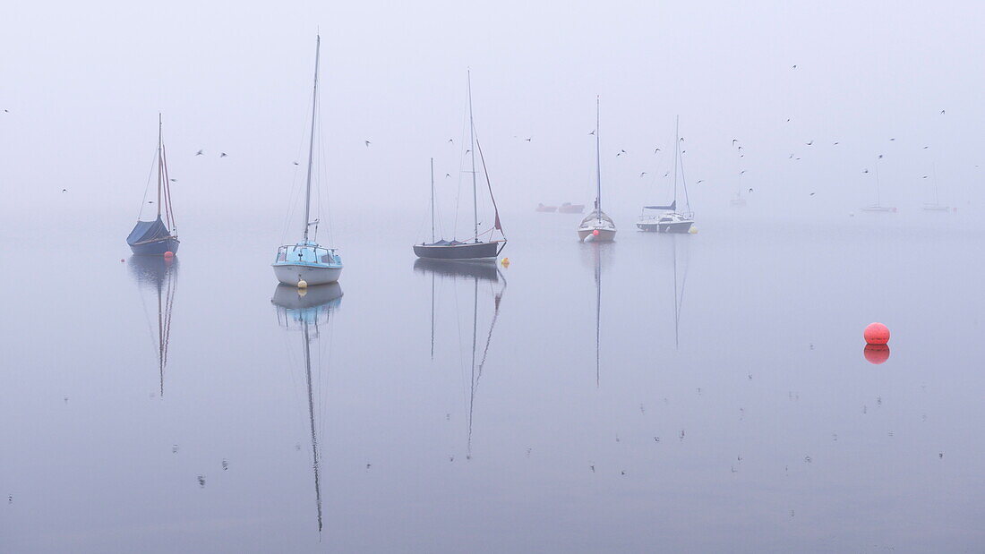 Swallows flying past boats on a foggy autumn morning at Wimbleball Lake, Exmoor, Somerset, England, United Kingdom, Europe