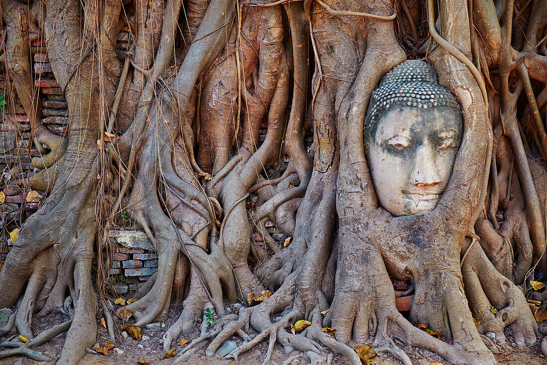Stone Buddha head entwined in the roots of a fig tree, Wat Mahatat, Ayutthaya Historical Park, UNESCO World Heritage Site, Ayutthaya, Thailand, Southeast Asia, Asia
