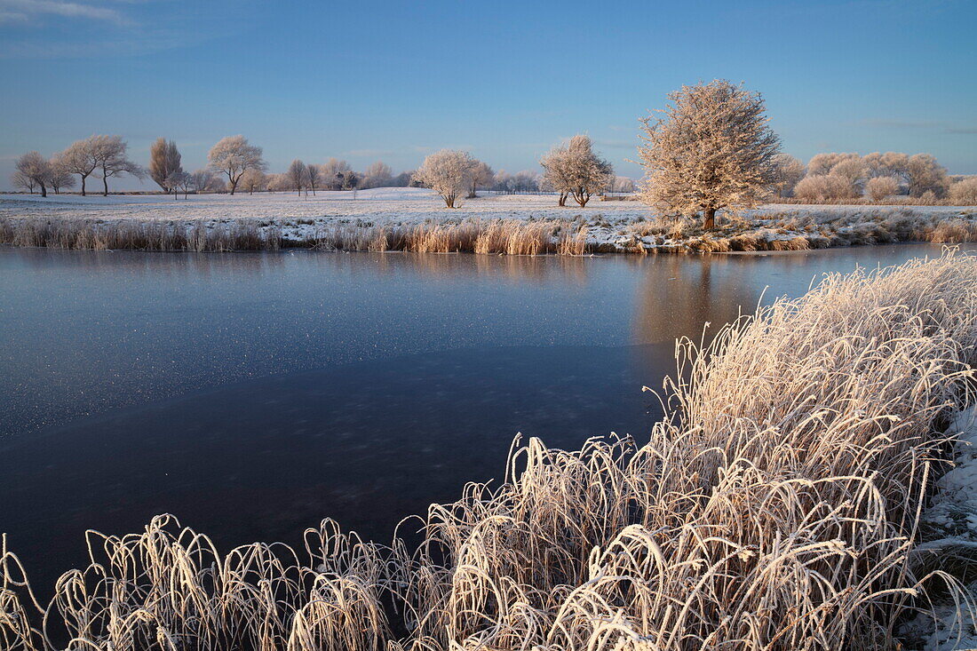 A beautiful hoar frost on a December afternoon at Bure Park in Great Yarmouth, Norfolk, England, United Kingdom, Europe