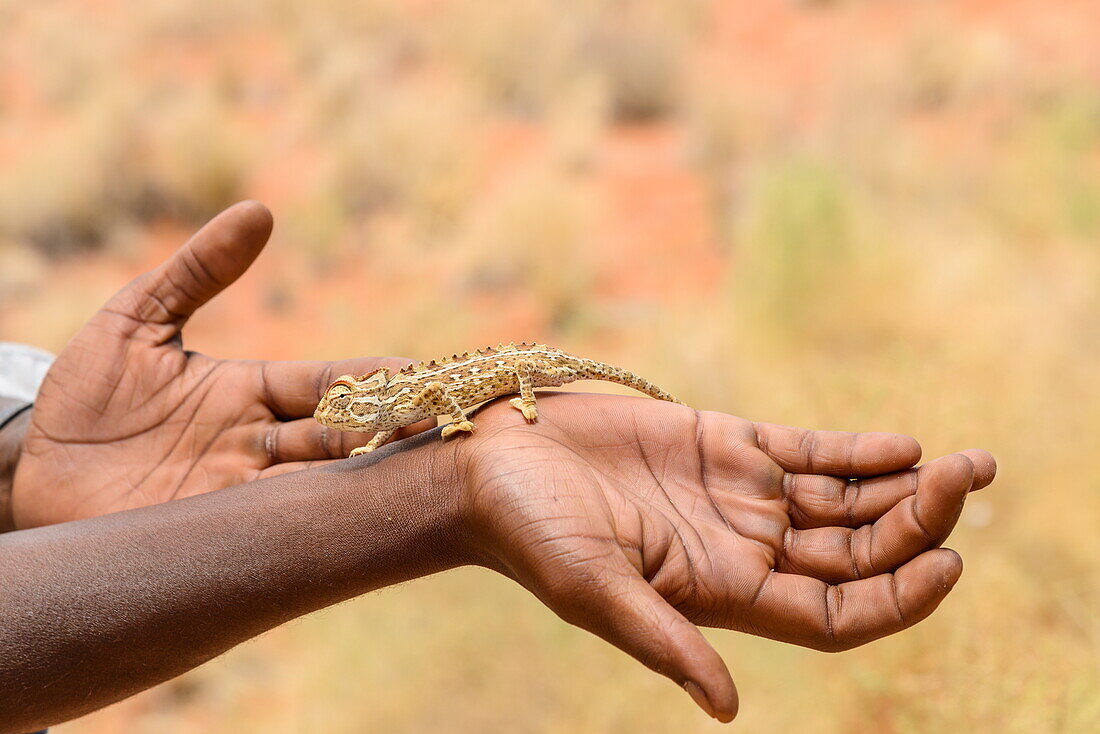 The Namaqua chameleon (Chamaeleo namaquensis) on man's hand, NamibRand Nature Reserve, Namib Desert, Namibia, Africa