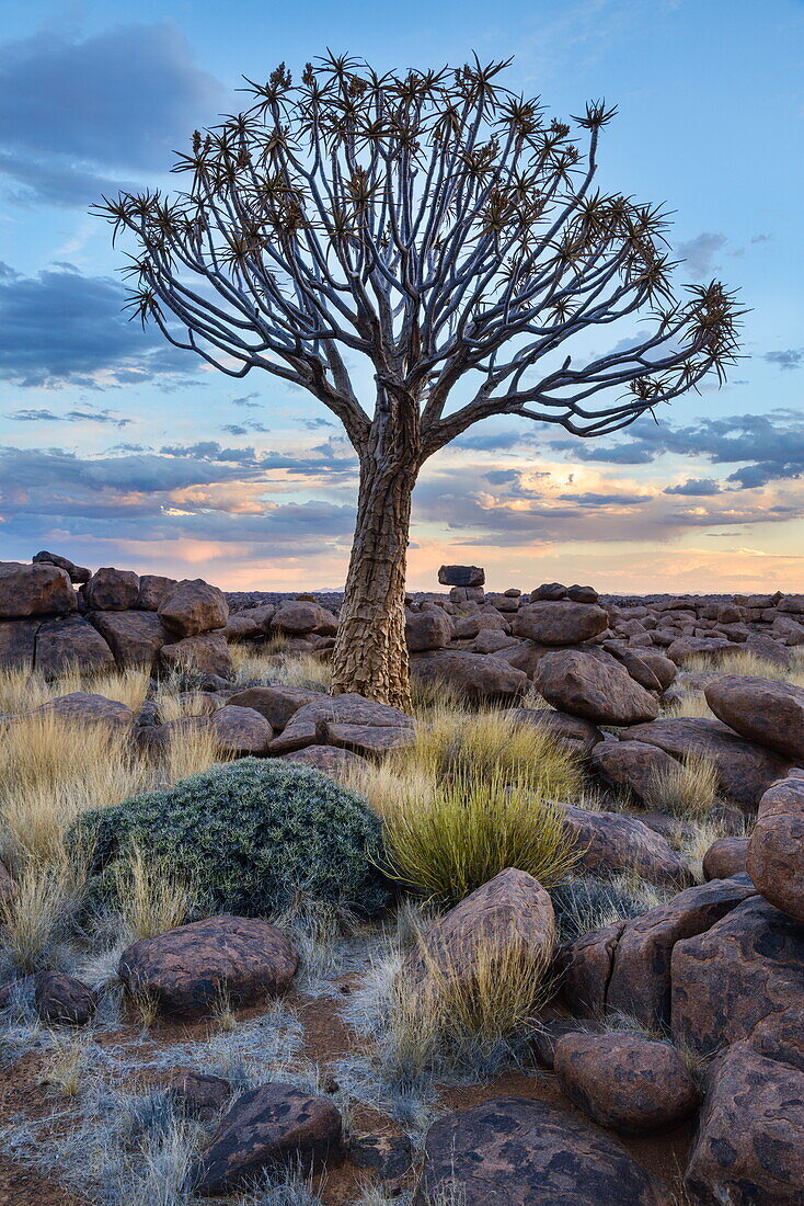 Quiver tree (kokerboom) (Aloe dichotoma) at sunset in the Giant's Playground, Keetmanshoop, Namibia, Africa