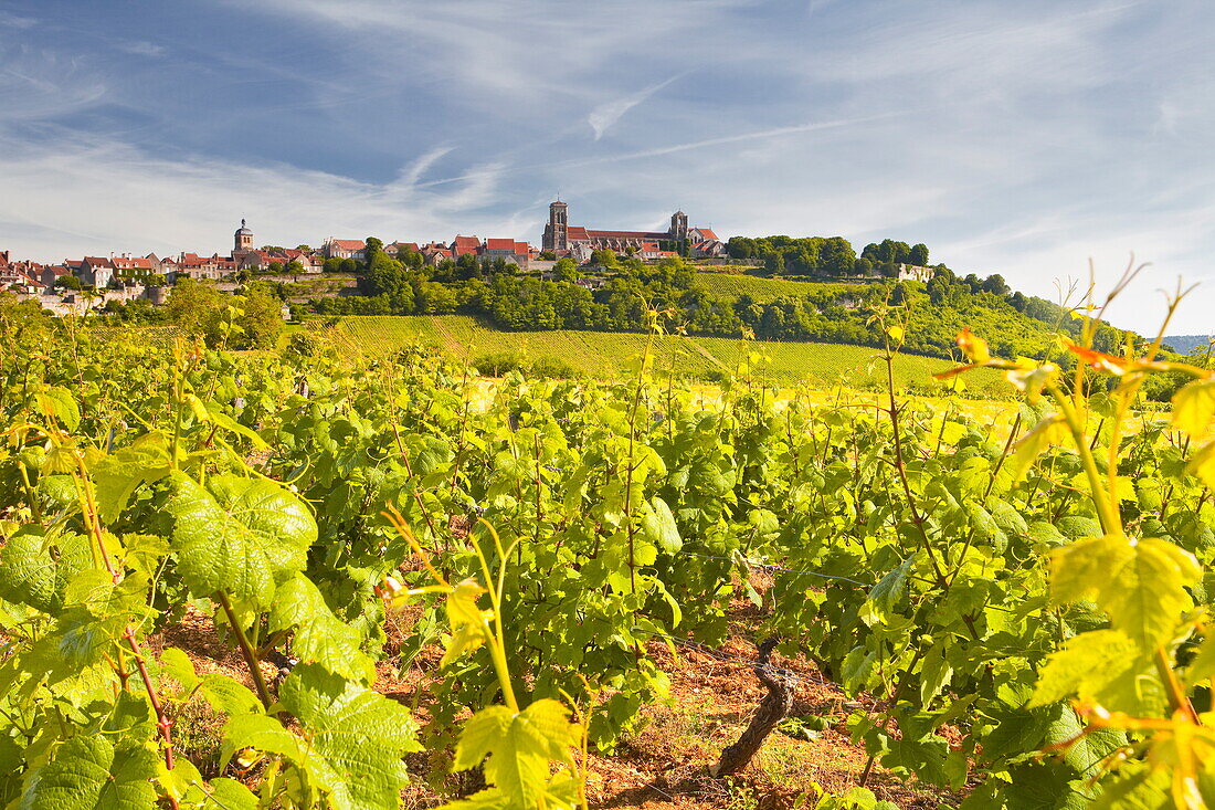 Vineyards near to the hilltop village of Vezelay in the Yonne area of Burgundy, France, Europe