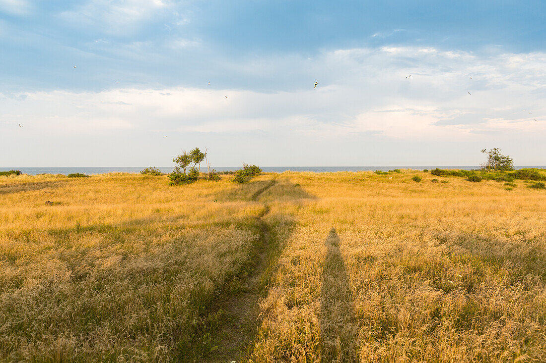 Path crossing a meadow, Baltic Sea in background, Marielyst, Falster, Denmark