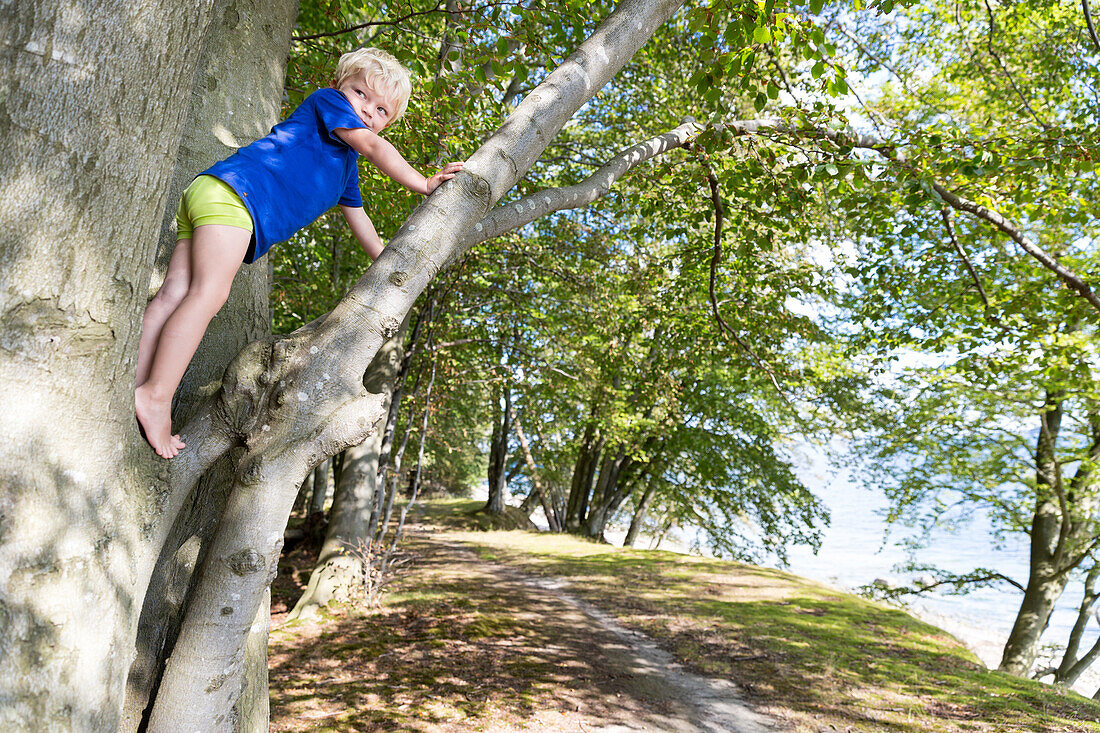 Junge (4 Jahre) klettert auf einen Baum, Naesgaard, Falster, Dänemark