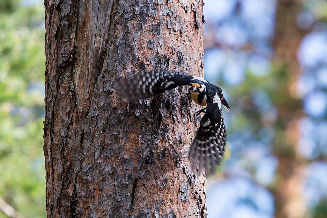 Buntspecht im Flug, Nationalpark Oulanka, Nordösterbotten, Finnland