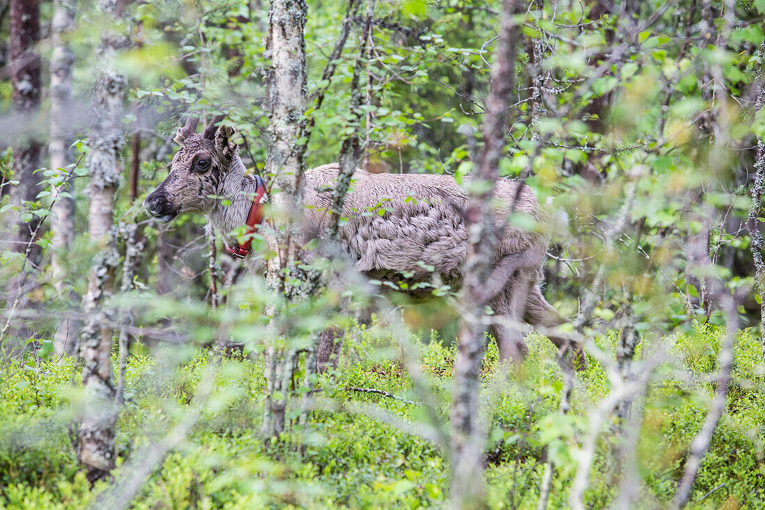 Reindeer, Oulanka National Park, Northern Ostrobothnia, Finland