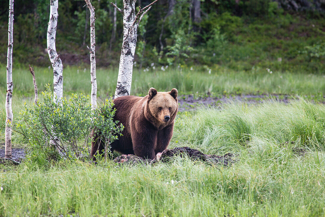 Feeding of wild brown bears, Kuusamo, Northern Ostrobothnia, Finland