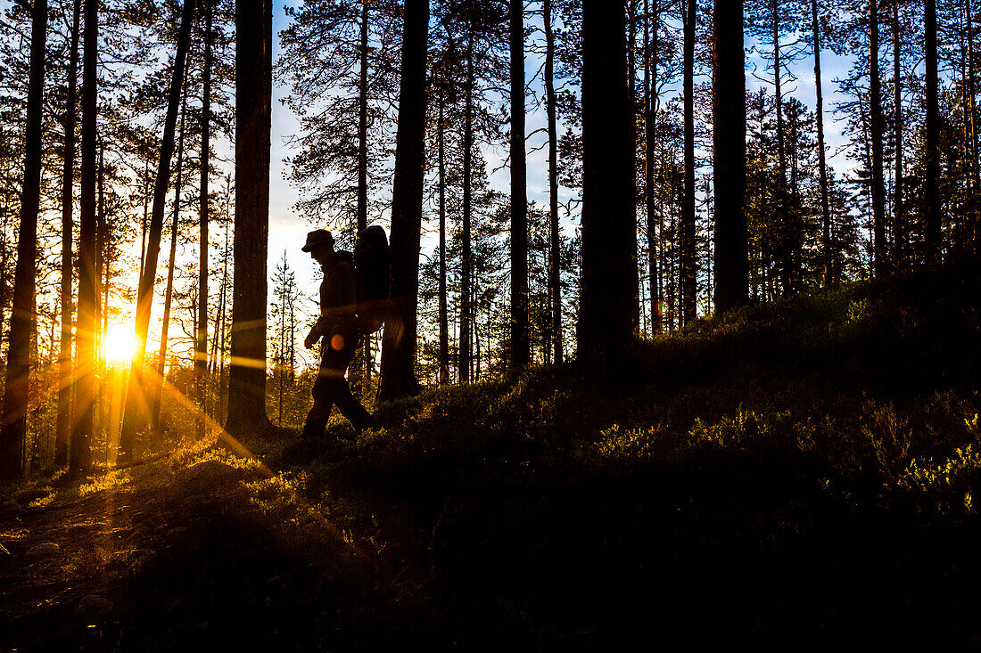 Hiker in midnight sun on the Karhunkierros hiking trail, Oulanka National Park, Northern Ostrobothnia, Finland