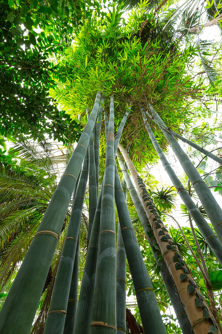 Bambus in the Botanical Garden, Munich, Upper Bavaria, Bavaria, Germany