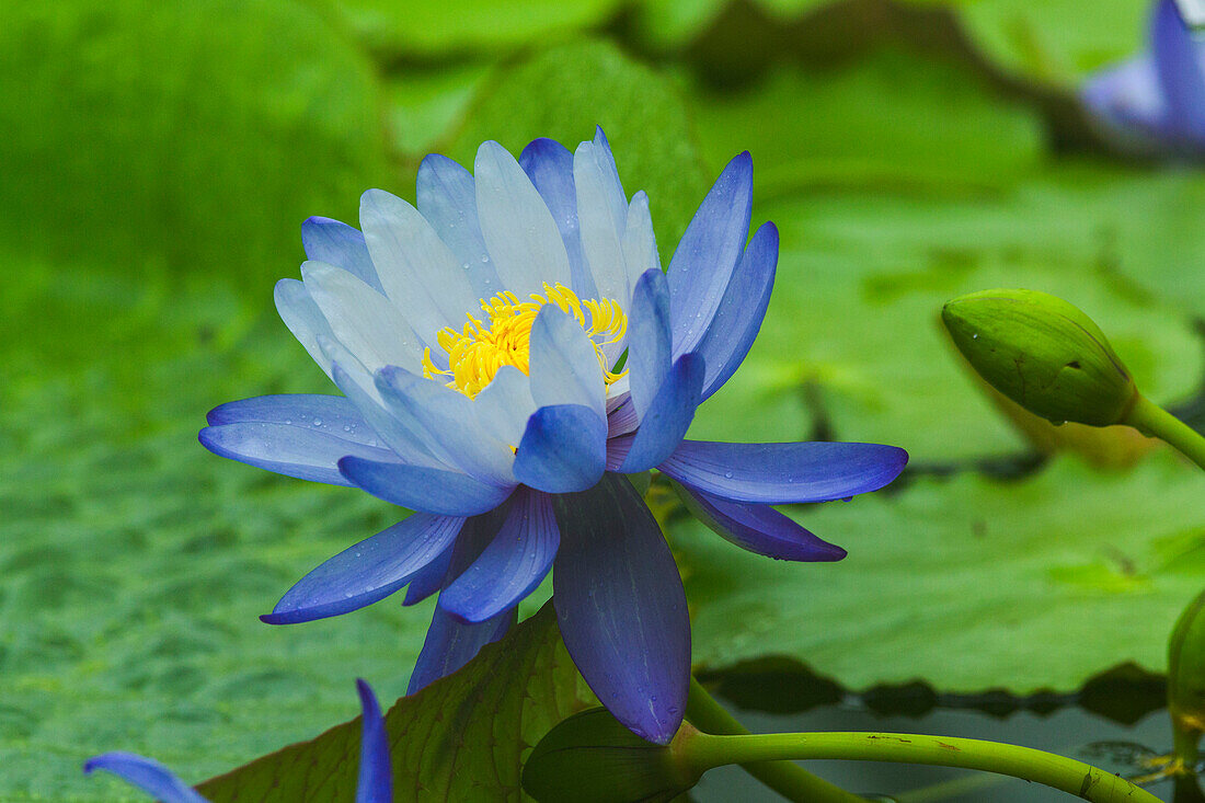 Wasserpflanzen im Botanischer Garten, München, Oberbayern, Bayern, Deutschland