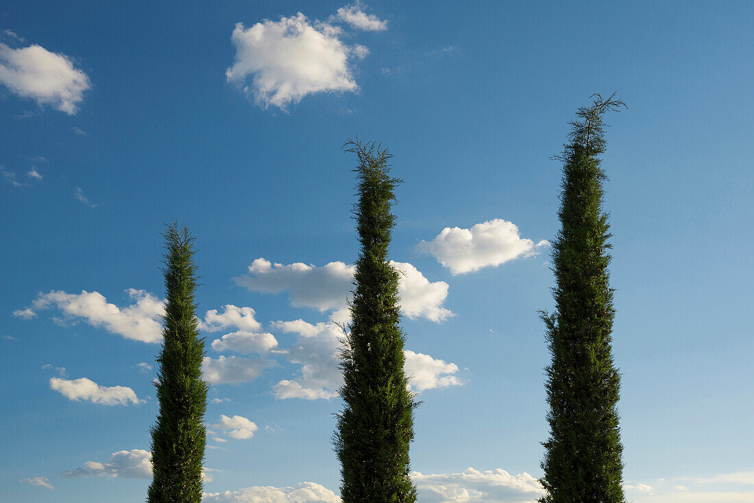 Zypresse (Cupressus sempervirens) und blauer Himmel, Toskana, Italien