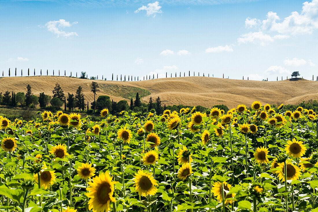 Sonnenblumenfeld, Crete Senesi, südlich von Siena, Toskana, Italien