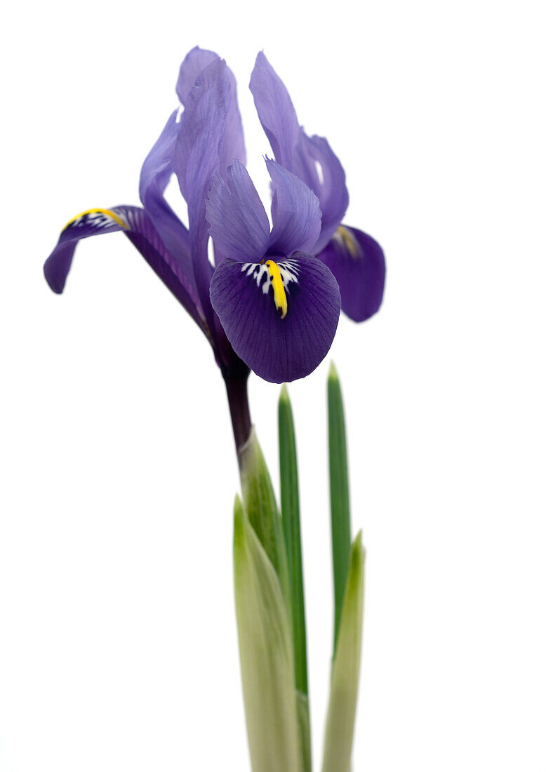 Purple iris, close-up