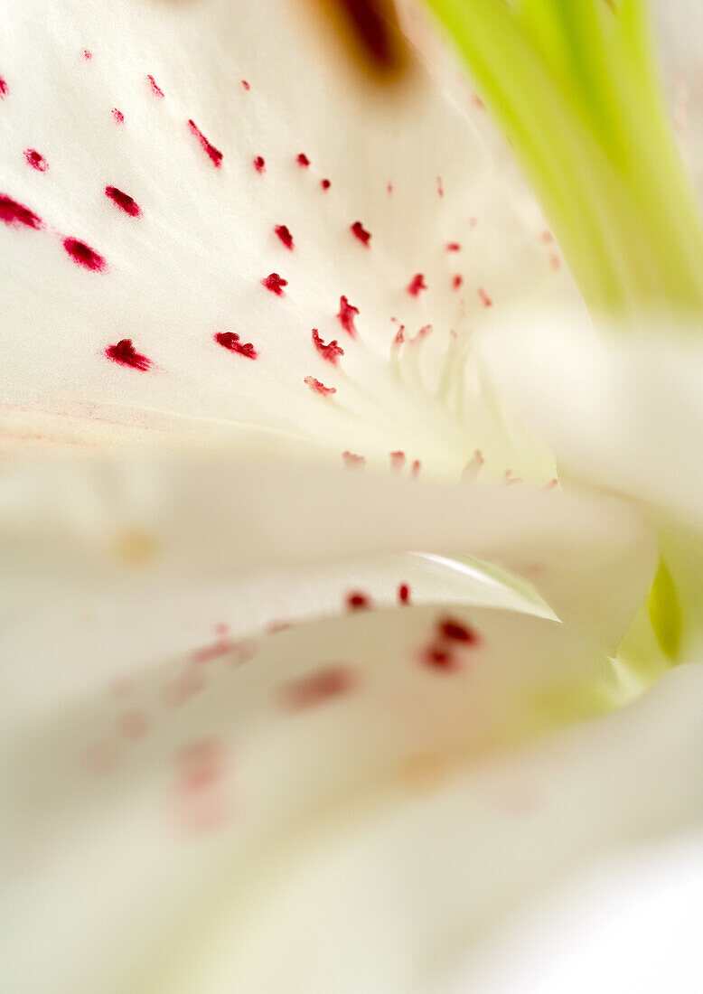 Lily, extreme close-up