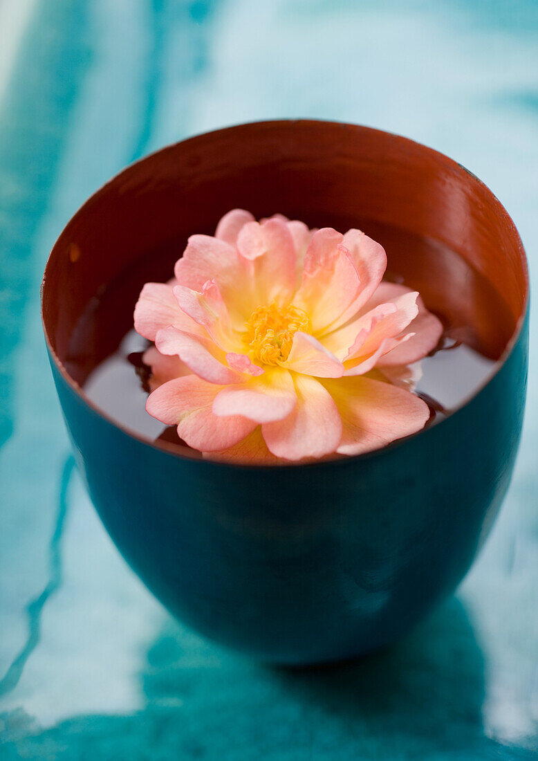 Flower head floating in cup
