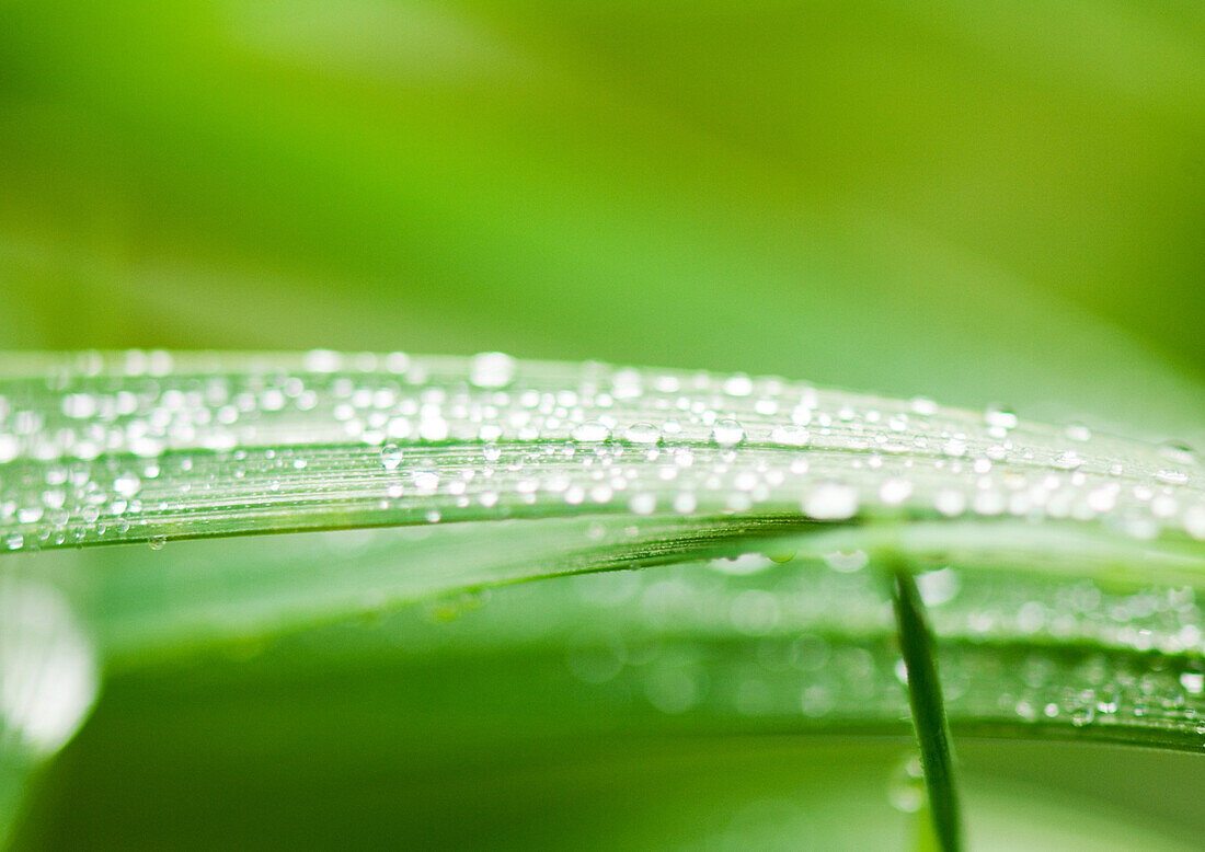 Drops of water on blades of grass