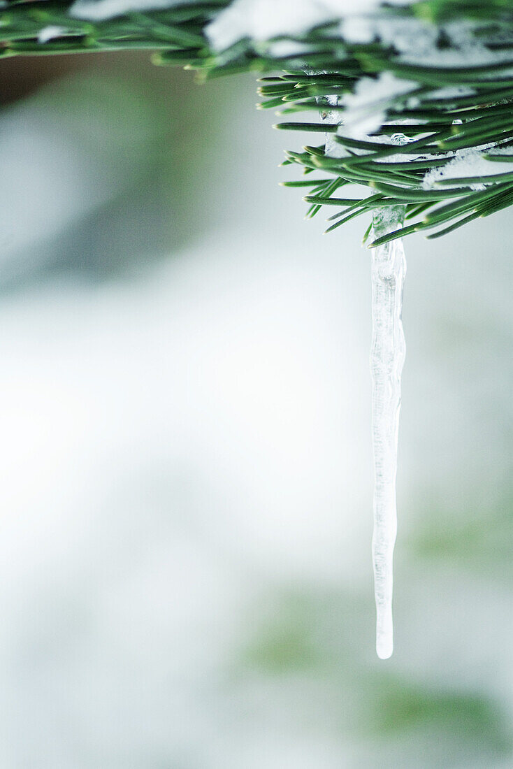 Evergreen branch covered with snow and icicles