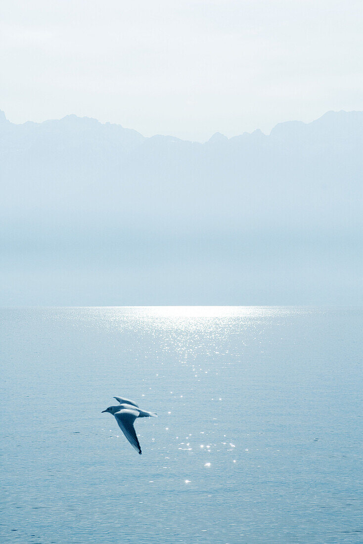 Gull flying over lake