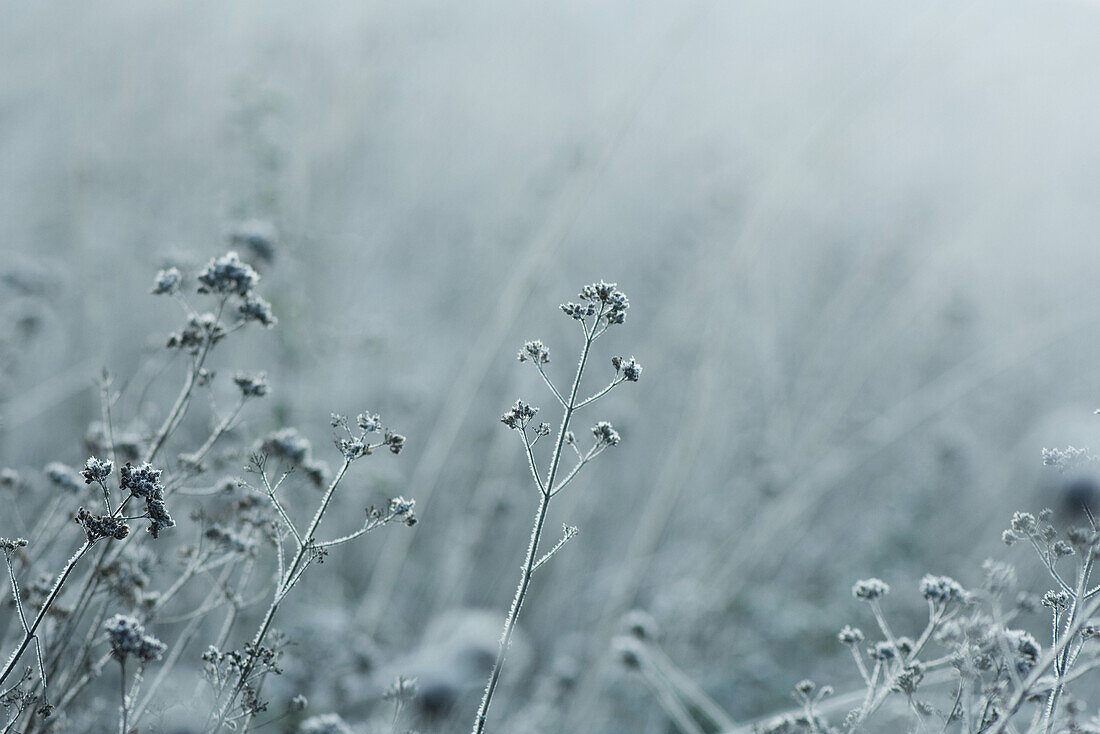 Frost on vegetation