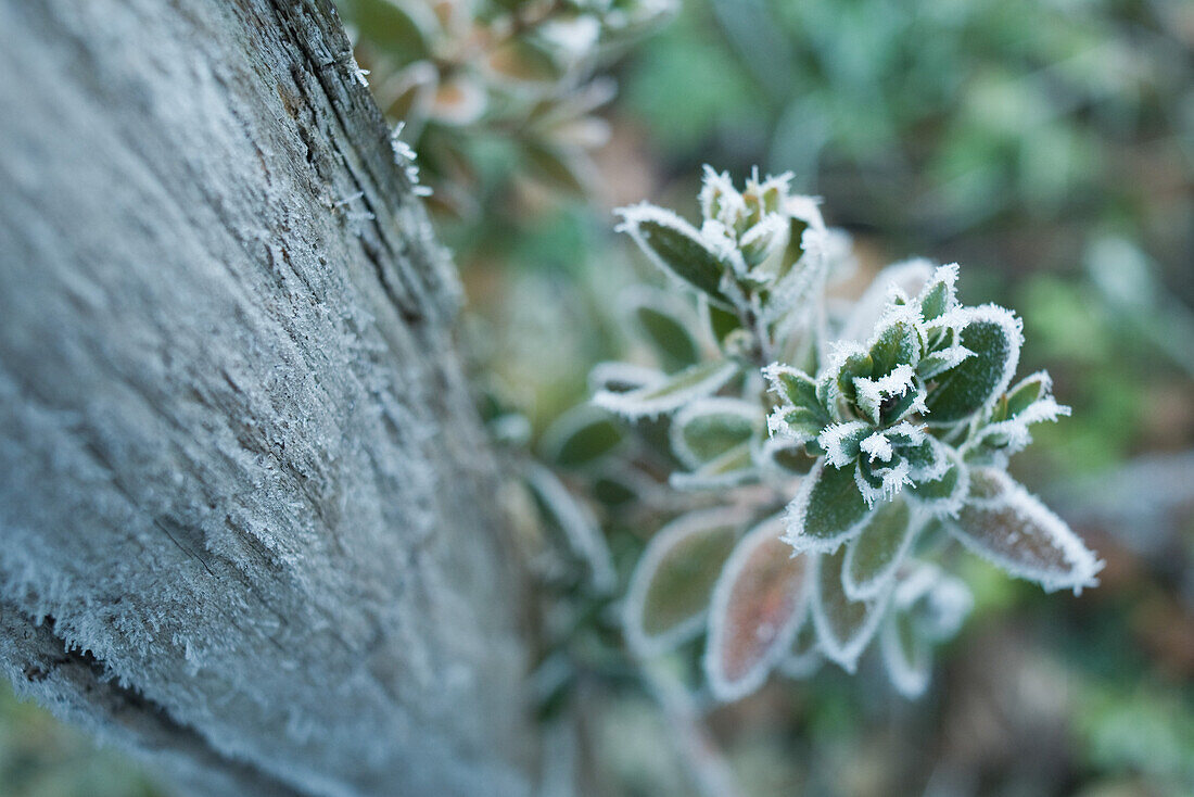 Frozen plant