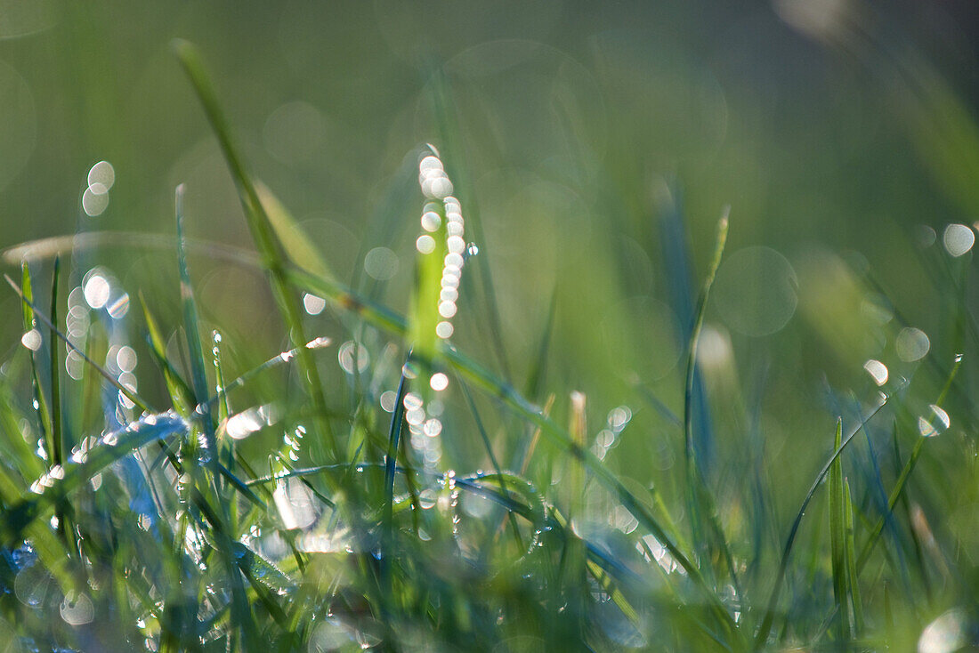 Wet grass, defocused