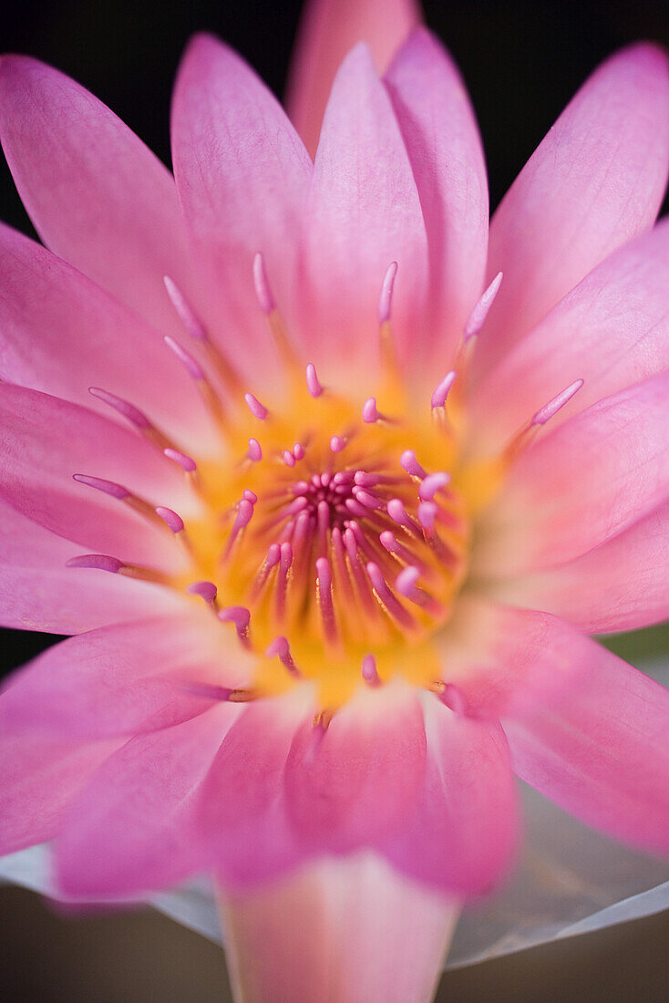 Lotus flower, extreme close-up