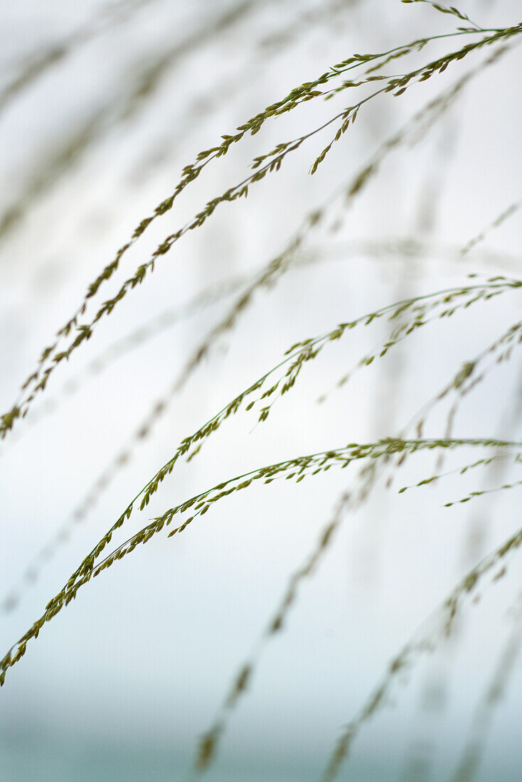 Wispy plant, cropped view