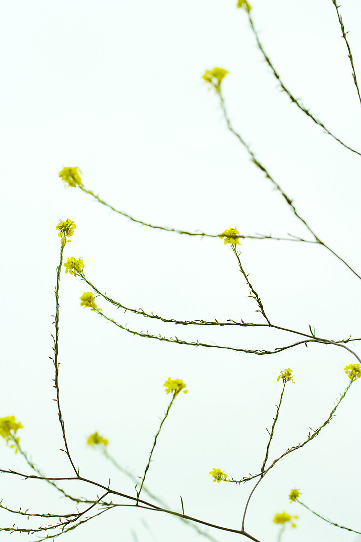 Wildflowers, close-up