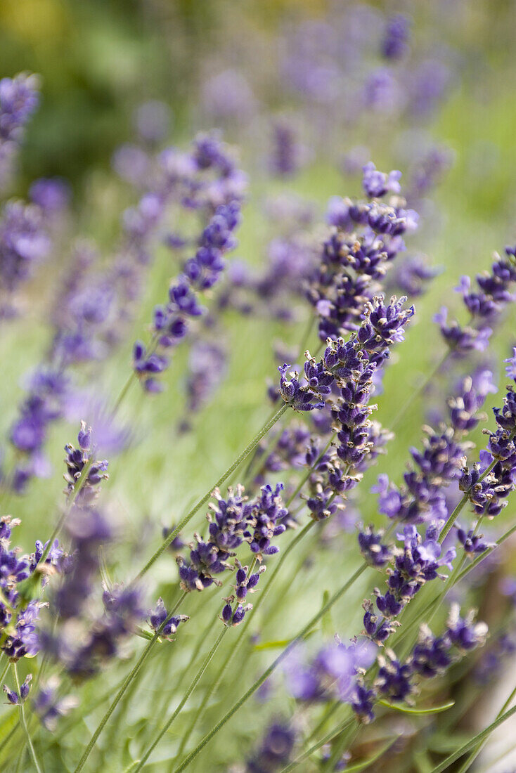 Lavender growing, close-up