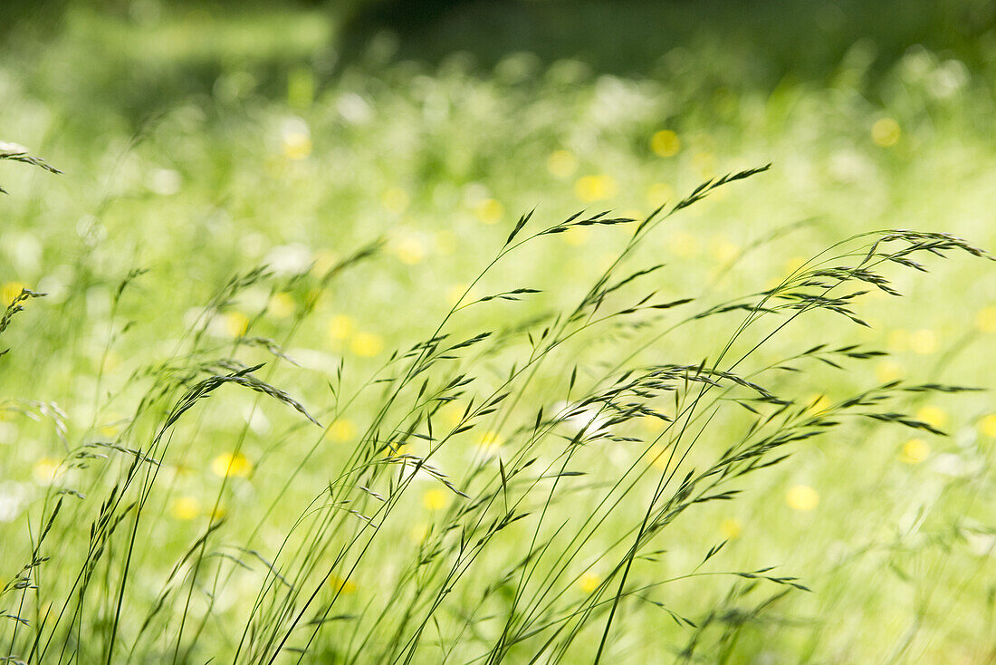 Tall grass in wind