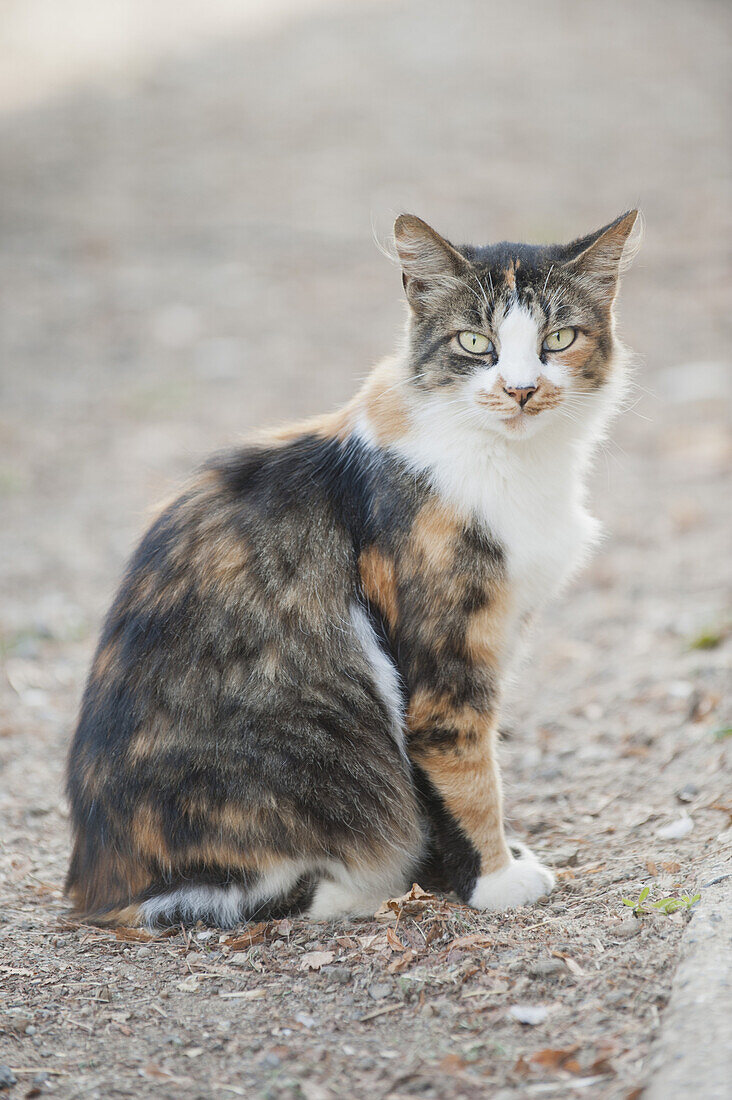 Cat sitting outdoors, looking at camera