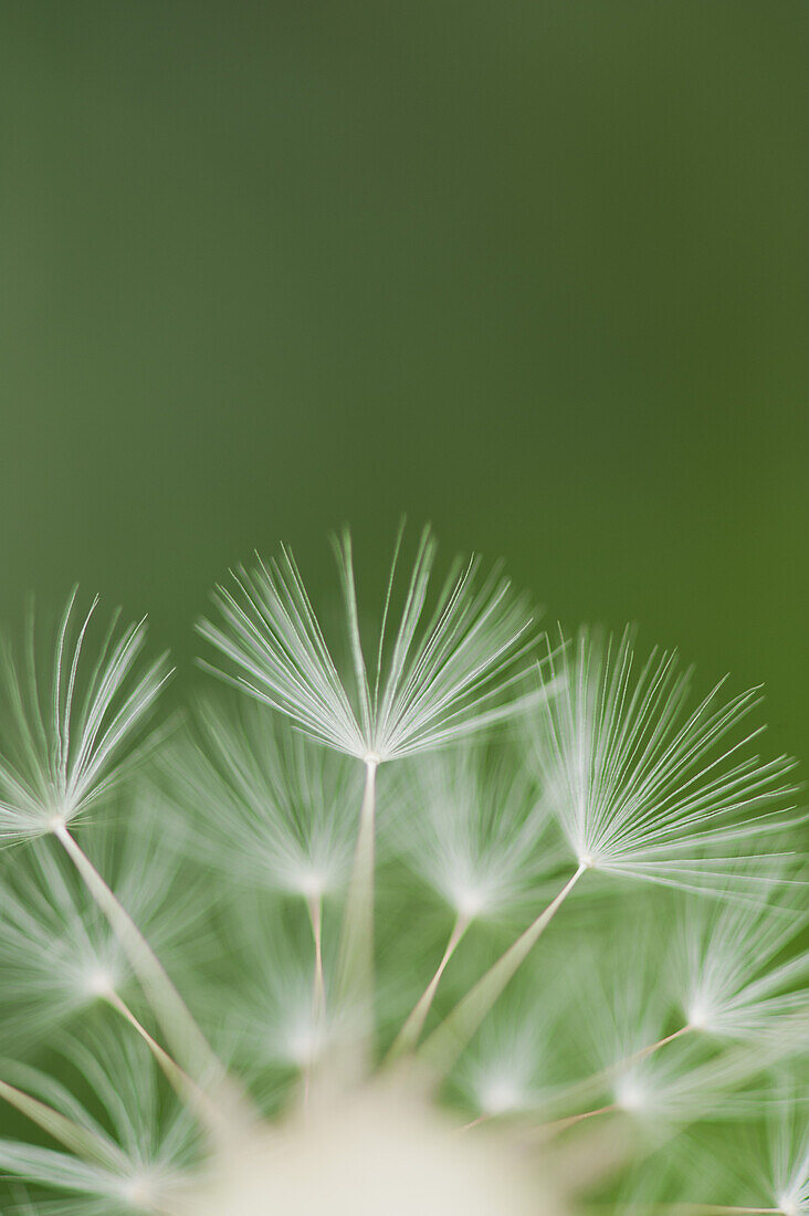 Dandelion seedhead, close-up