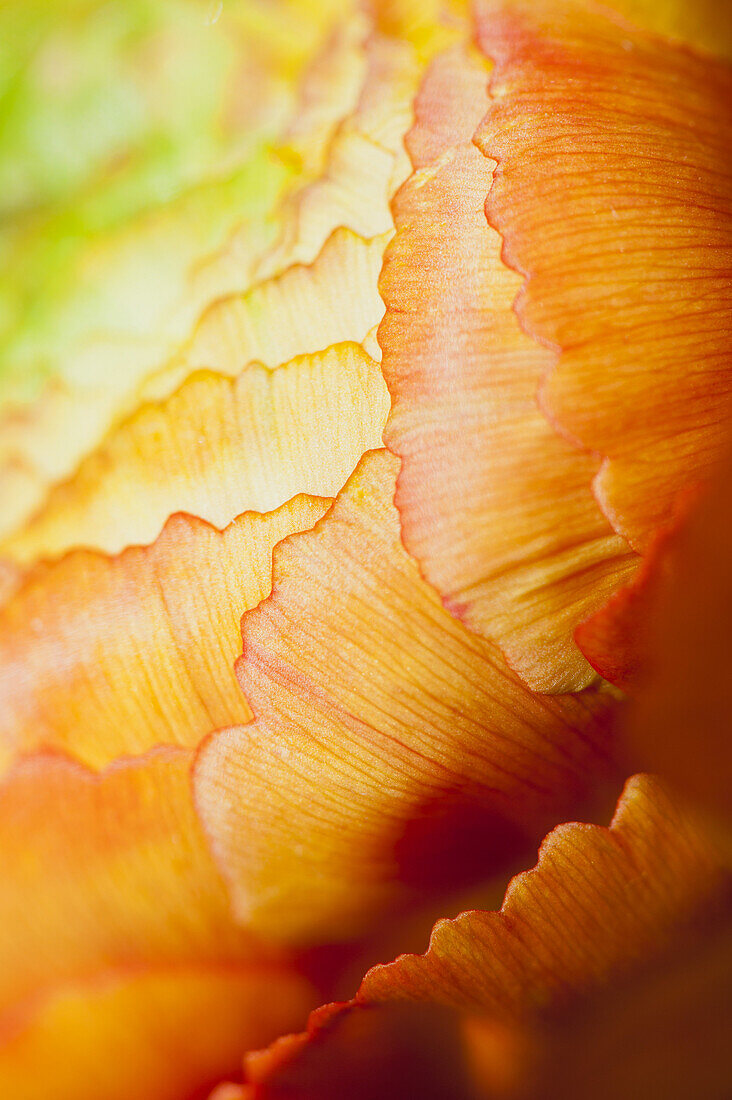 Ranunculus flower head, extreme close-up